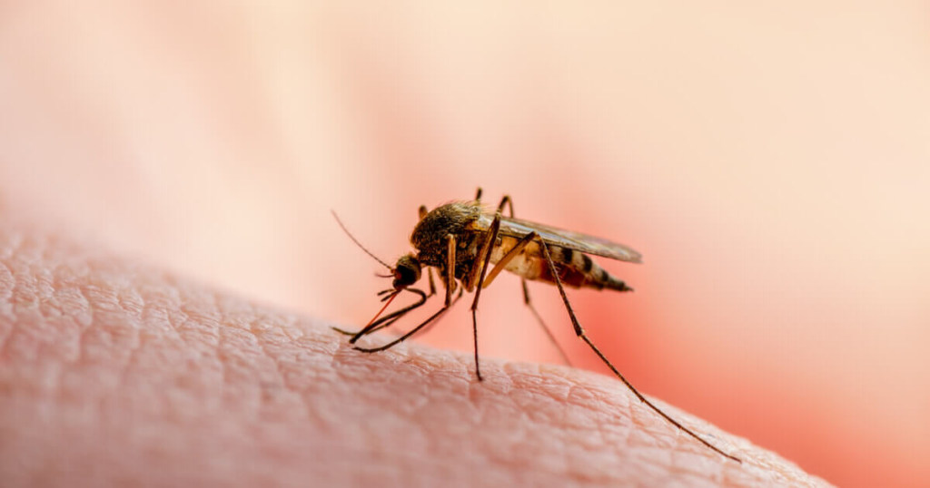 Dengue cases increase in Nicaragua
