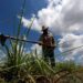 Cuba reconoce limitaciones en medidas para reanimar la industria azucarera