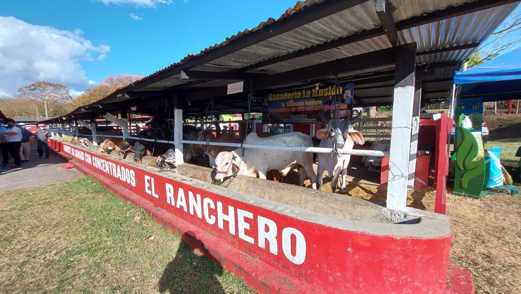 Feria agropecuaria de Camoapa eleva expectativas al sector ganadero
