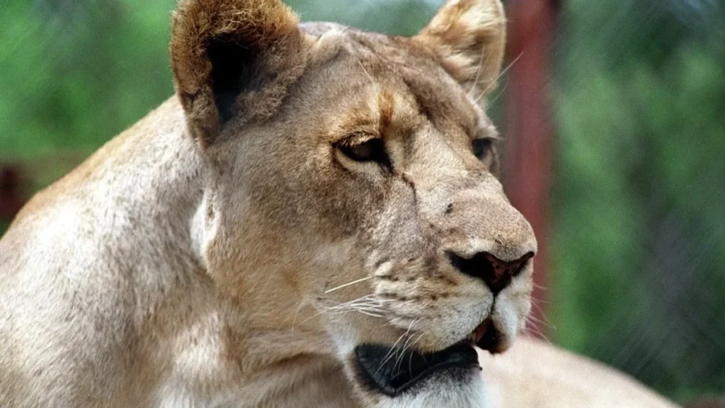 Una leona se escapa de una camioneta en marcha en Sudáfrica