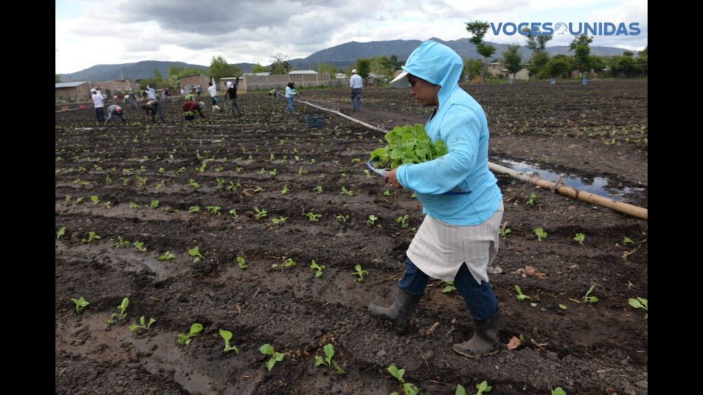 Cierre de ONG en Nicaragua dejó a campesinos sin asesores técnicos para sus cultivos  