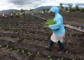 Cierre de ONG en Nicaragua dejó a campesinos sin asesores técnicos para sus cultivos  