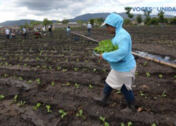 Cierre de ONG en Nicaragua dejó a campesinos sin asesores técnicos para sus cultivos  