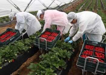 España ofrece trabajo agrícola a más de 500 hondureños en 2023