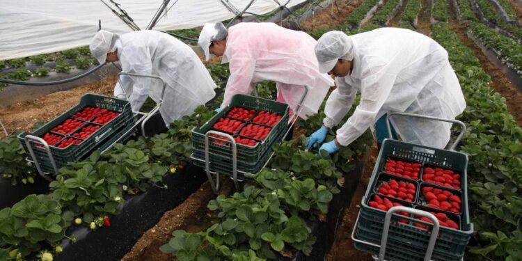 España ofrece trabajo agrícola a más de 500 hondureños en 2023