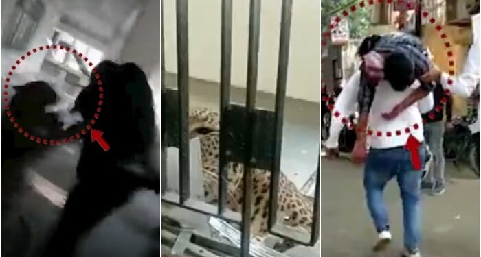 Un leopardo entra a un juzgado y deja heridas a cinco personas