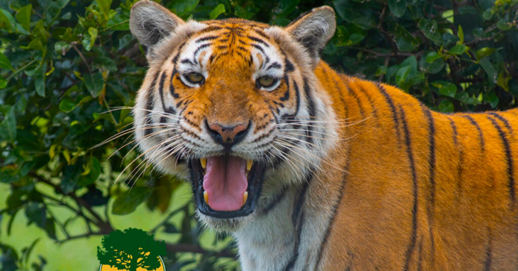 Matan a un tigre que escapó de la hacienda de Pablo Escobar en Colombia