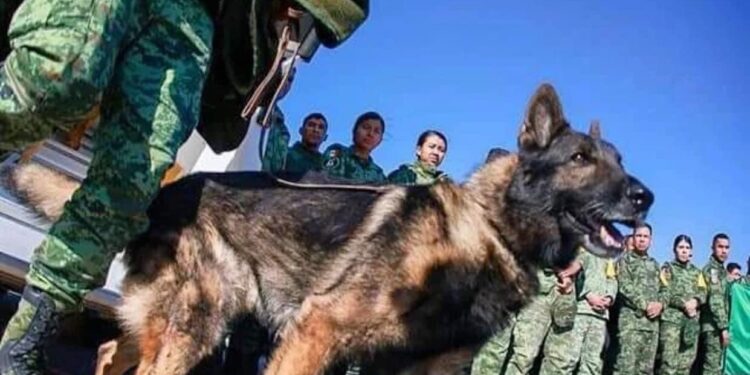 Rinden homenaje a Proteo, el perro que murió rescatando humanos en Turquía