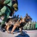 Rinden homenaje a Proteo, el perro que murió rescatando humanos en Turquía