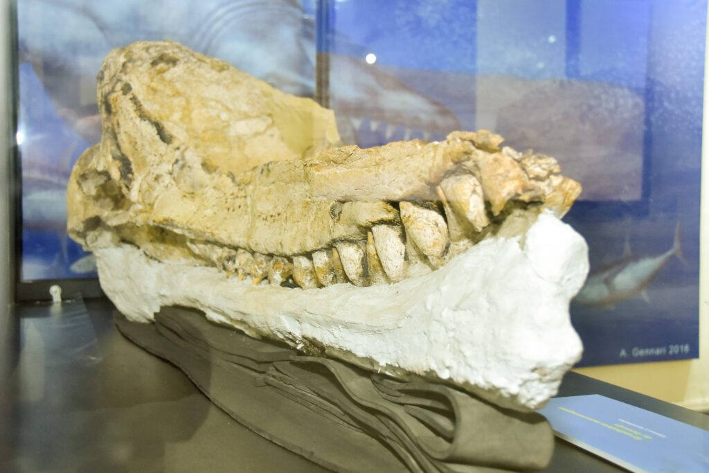 Hallan «el fósil mejor preservado del mundo» de cachalote prehistórico en Perú