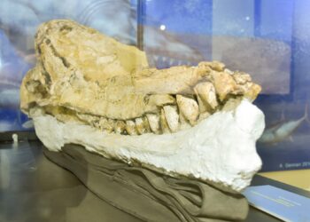 Hallan "el fósil mejor preservado del mundo" de cachalote prehistórico en Perú