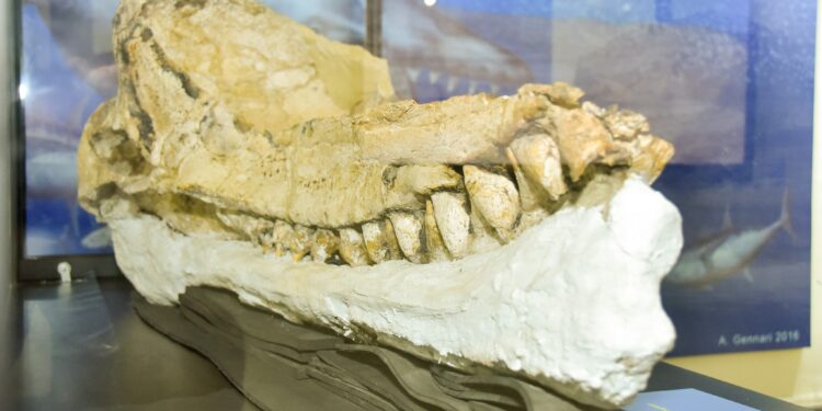 Hallan "el fósil mejor preservado del mundo" de cachalote prehistórico en Perú