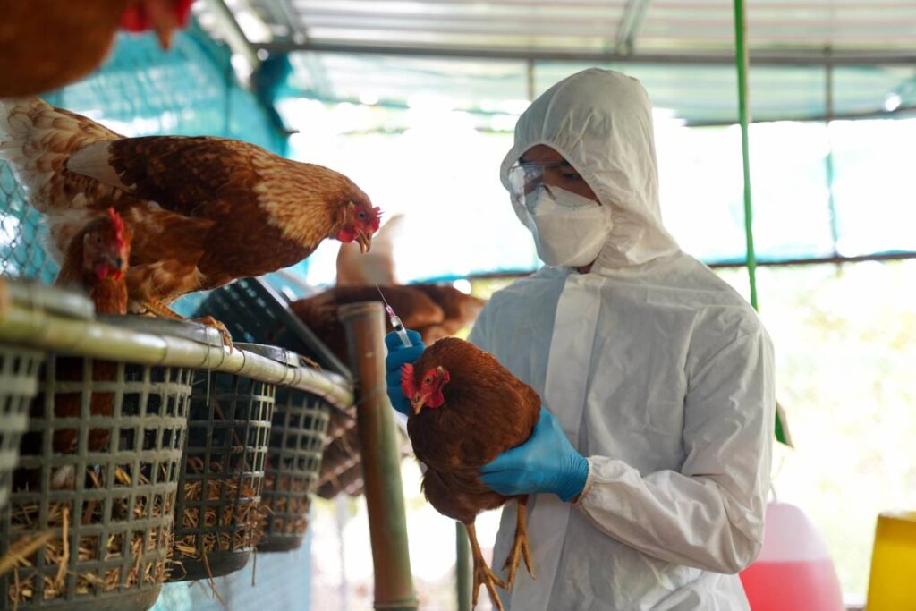 Alerta en Guatemala: aparecen primeros casos de influenza aviar