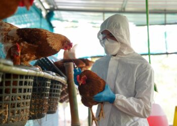 Alerta en Guatemala: aparecen primeros casos de influenza aviar