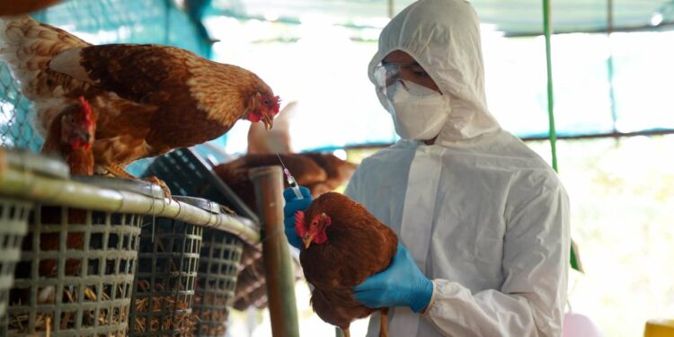 Alerta en Guatemala: aparecen primeros casos de influenza aviar