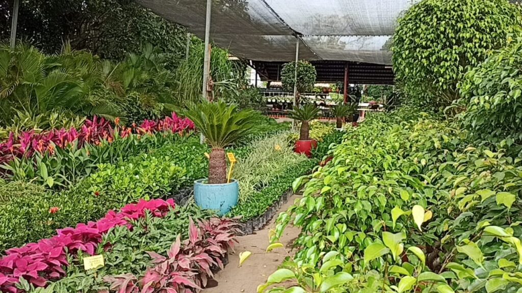 Familias de Catarina prosperan con venta de plantas, flores y artesanías  