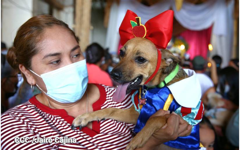 Dogs will not be able to accompany San Lázaro in Masaya either; dictatorship prohibits procession