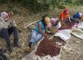 En el ciclo productivo 2021-2022 del año pasado, los cafetaleros de la región norte del país se habían propuesto sacar una cosecha de más de 512 mil sacos de café. Foto: VEL