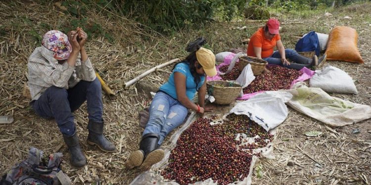 El café tiene más de un siglo de ser uno de los principales productos de exportación de Nicaragua, pero el orteguismo lo ahoga con la falta de políticas para desarrollar el rubro.