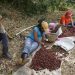 El café tiene más de un siglo de ser uno de los principales productos de exportación de Nicaragua, pero el orteguismo lo ahoga con la falta de políticas para desarrollar el rubro.