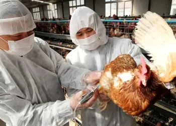 Muere en China la primera persona por gripe aviar, confirma la OMS