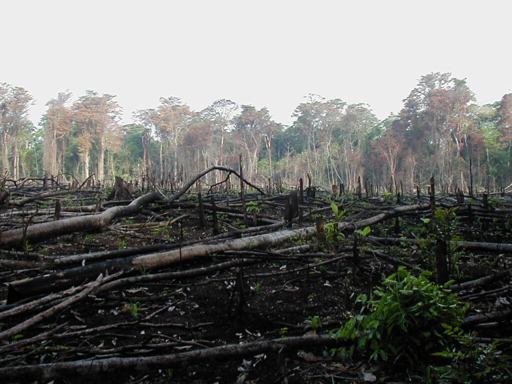 Deforestation in Nicaragua