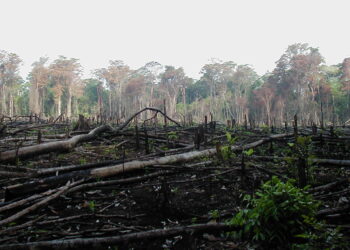 Deforestación en Nicaragua