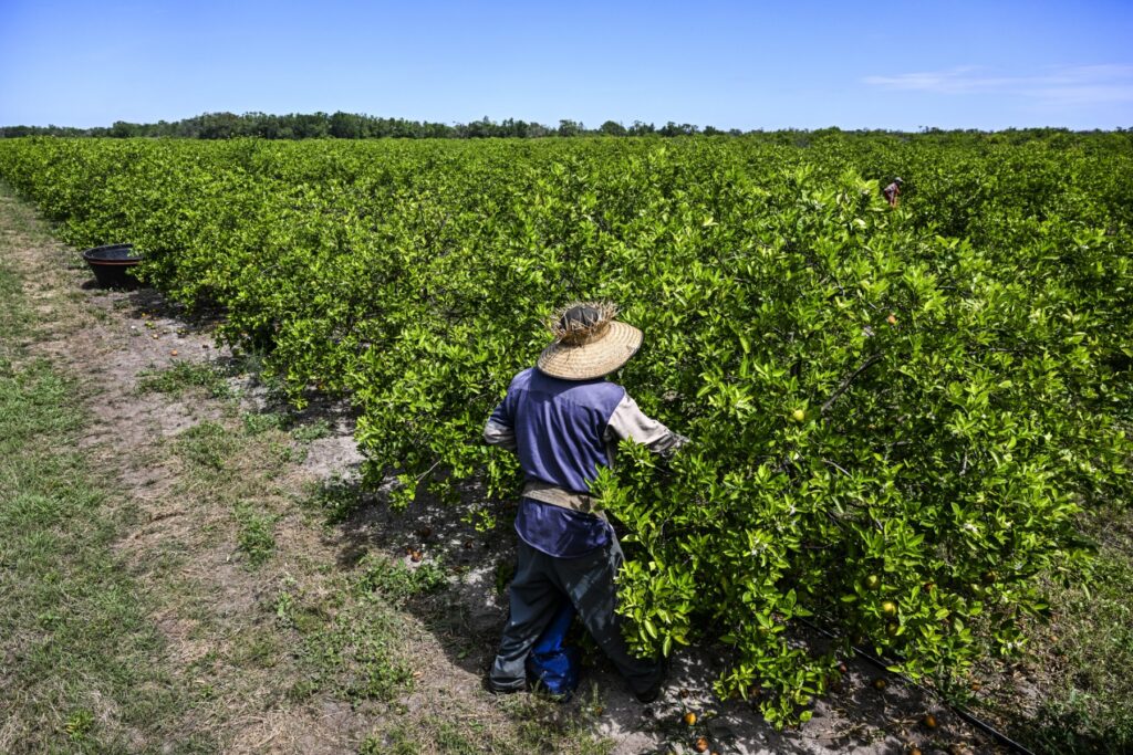 Futuro de indocumentados en Florida pende de un hilo, tras ley antiinmigrante