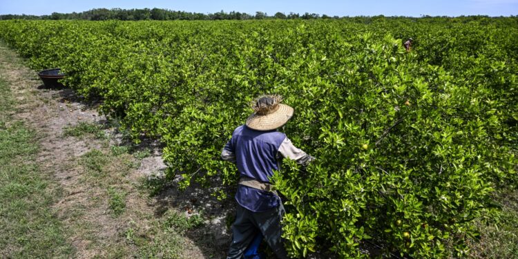 Un trabajador arranca naranjas en un huerto en Arcadia, Florida, el 14 de marzo de 2023. - DeSantis firmó el 10 de mayo lo que llamó el "proyecto de ley contra la inmigración ilegal más fuerte de la nación" para prohibir que los trabajadores indocumentados acepten trabajos en el estado.