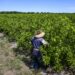 Un trabajador arranca naranjas en un huerto en Arcadia, Florida, el 14 de marzo de 2023. - DeSantis firmó el 10 de mayo lo que llamó el "proyecto de ley contra la inmigración ilegal más fuerte de la nación" para prohibir que los trabajadores indocumentados acepten trabajos en el estado.