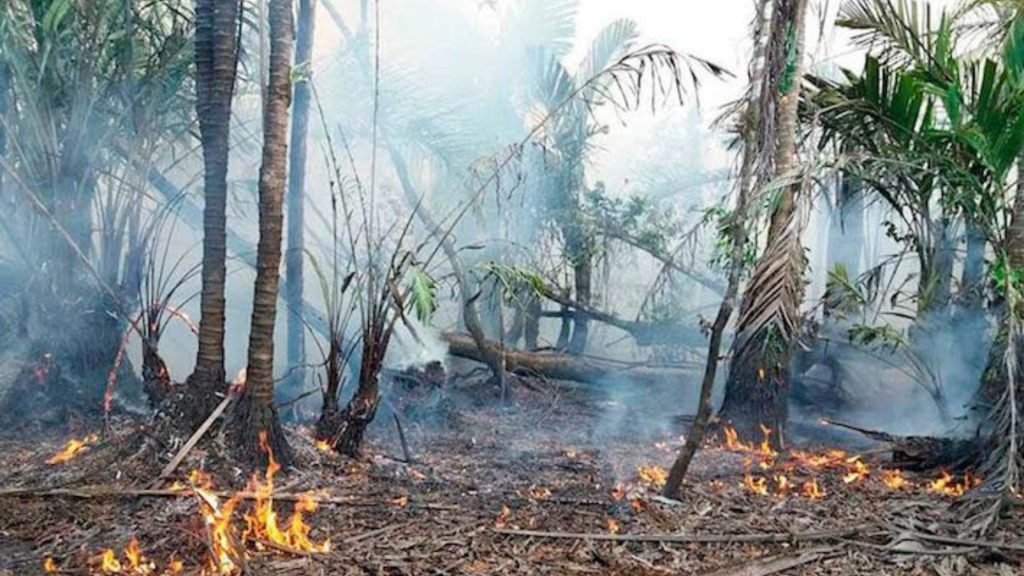 1,936 incendios forestales en Nicaragua, reporta Fundación del Río