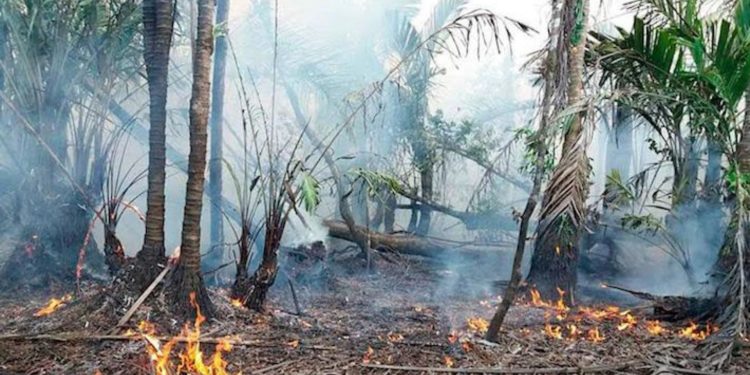 1,936 incendios forestales en Nicaragua, reporta Fundación del Río