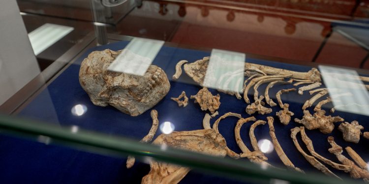 Los huesos de un Australopithecus Africanus se ven en un santuario en el Centro para la Exploración del Viaje Humano Profundo, Universidad de Wits, en Johannesburgo, el 11 de mayo de 2023.