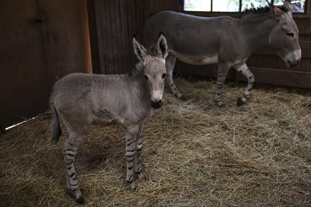 Un potro asno salvaje somalí y su madre nacida en cautiverio se exhiben al público como parte de un proyecto de conservación de esta especie en peligro de extinción en el zoológico de Buin, en las afueras del sur de Santiago, el 17 de julio de 2023. (Foto de MARTIN BERNETTI / AFP)