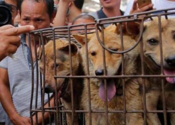 Prohiben la venta de carne de perros y gatos en un mercado de Indonesia
