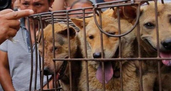 Prohiben la venta de carne de perros y gatos en un mercado de Indonesia