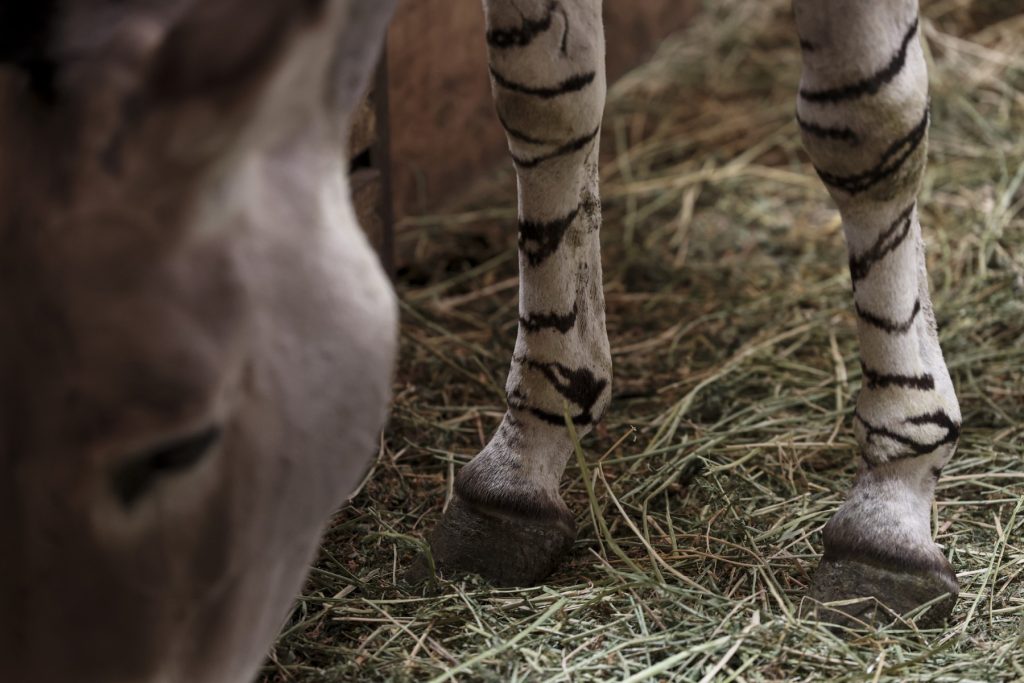 Extraño asno nace en un zoológico de Chile
