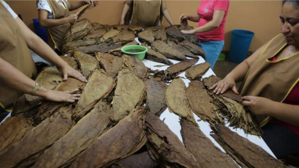 Familias miskitas del Caribe se han trasladado a trabajar a pureras de Estelí