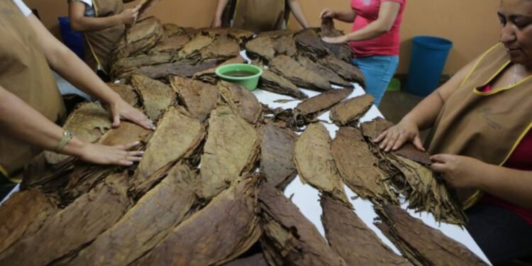 Las fábricas de puro en la ciudad de Estelí y Condega están resolviendo la falta de mano de obra de producción de tabacos con la llegada de ciudadanos miskitos de la Costa Caribe.