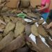 Las fábricas de puro en la ciudad de Estelí y Condega están resolviendo la falta de mano de obra de producción de tabacos con la llegada de ciudadanos miskitos de la Costa Caribe.
