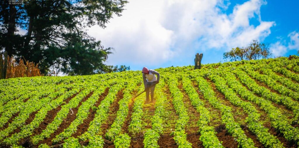 La canícula no afectará siembra de primera de maíz y frijol, dicen productores    