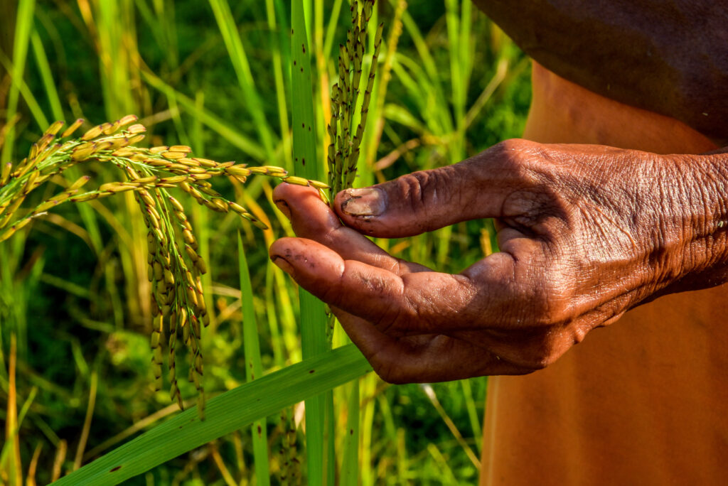 Escasez de mano de obra en el campo podría encarecer productos, señalan agricultores y ganaderos