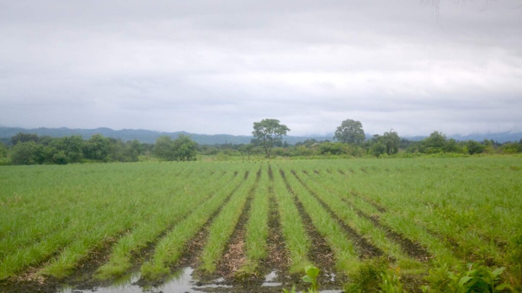 Pobreza amenaza en el campo: mal invierno y caros insumos para producir 