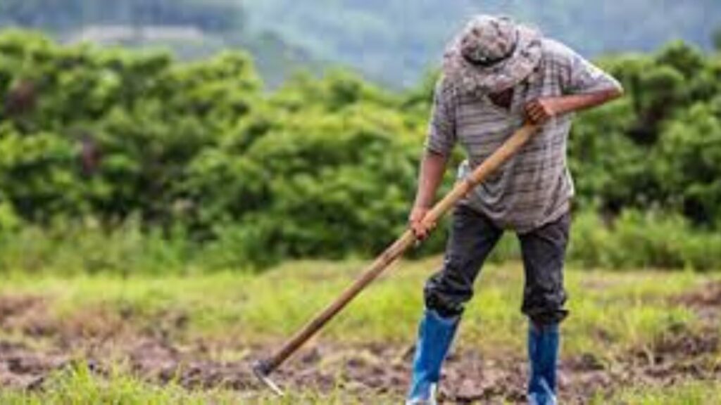 Productores resienten abandono estatal, en medio de la sequía que amenaza cosechas en zonas secas de Matagalpa