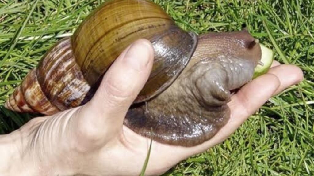 Expertos recomiendan «no tener contacto ni consumir el caracol africano» para evitar ser infectados
