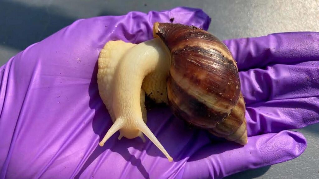 Médicos recomiendan «no tener contacto ni consumir el caracol africano» para evitar enfermarse