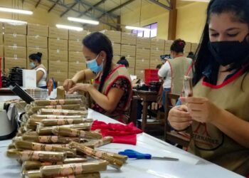 Las pureras han ido creciendo en la siembra del tabaco y la producción de los puros a tal punto que sus empresas están adquiriendo fincas enteras  al norte de la ciudad de Estelí.