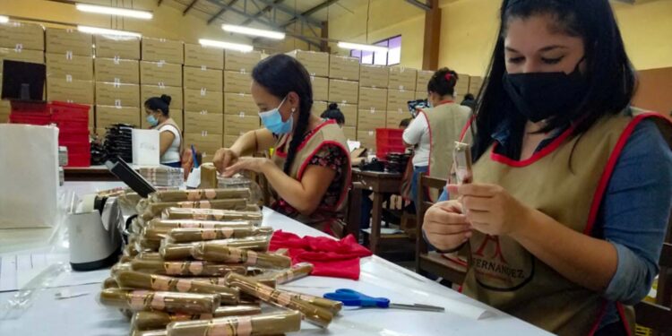 Las pureras han ido creciendo en la siembra del tabaco y la producción de los puros a tal punto que sus empresas están adquiriendo fincas enteras  al norte de la ciudad de Estelí.