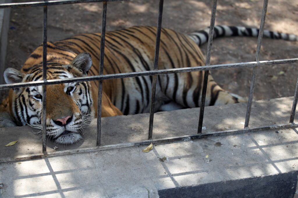 Animales del zoológico de Irak sufren altas temperaturas superiores a 50ºC