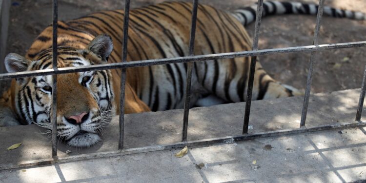 Un tigre siberiano se refresca en medio de temperaturas sofocantes en el zoológico de Bagdad en la capital iraquí el 8 de agosto de 2023. (Foto de Ahmad AL-RUBAYE / AFP)